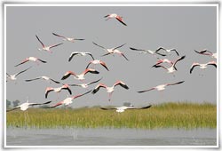 Nal Sarovar Bird Sanctuary