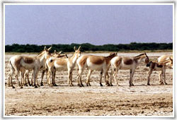 Rann of Kutch Wildlife Sanctuary Ahmedabad